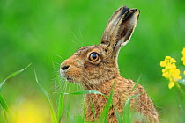 European Hare (Lepus europaeus) in grassland. UK. May.