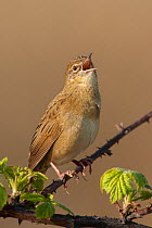 Grasshopper Warbler (Locustella naevia) male perched on bramble branch, singing in spring. UK. March