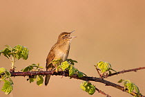 Grasshopper Warbler (Locustella naevia) male perched on branch singing. UK. March.
