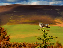 Cuckoo (Cuculus canorus) perched on conifer in habitat. Wales, UK. May
