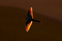 Cuckoo (Cuculus canorus) flying at sunset with sunlight behind wings. Wales, UK. May.