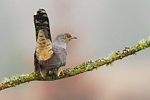 Cuckoo (Cuculus canorus) perched on branch with tail raised. Wales, UK. May. Medium repro only
