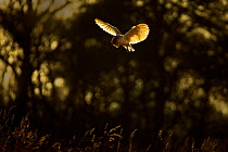 Barn owl (Tyto alba) hunting with sunset light on wings, UK. March.