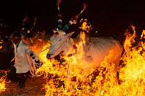Bulls led by owner over a fire during a ritual at the Hindu festival of Makar Sankranti , Karnataka, India. January 2019.