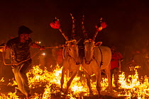 Bulls led by owner over a fire during a ritual at the Hindu festival of Makar Sankranti, Karnataka, India. January 2019.
