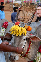 Bull with bananas and other decorations on head dress, ready to walk over burning hay to celebrate the Hindu festival Makar Sankranti. Karnataka, India, January 2019.