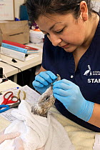 Isabel Luevano, Rehabilitation Technician, removing fishing line and hook from entangled Western gull (Larus occidentalis) nternational Bird Rescue, Fairfield, California. Captive - rescued and in re...