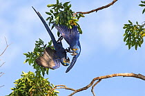 Hyacinth Macaw (Anadorhynchus hyacinthinus) two playing whilst hanging upside down, Pantanal, Brazil