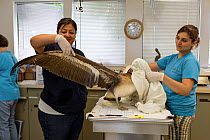 Isabel Luevano, Rehabilitation Technician, and volunteer, examining Brown pelican (Pelecanus occidentalis) that is suffering from malnutrition International Bird Rescue, Fairfield, California, USA, M...