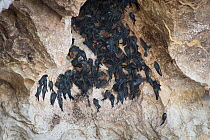 Glossy swiftlets (Collocalia esculenta) in cave, Sabah, Malaysia