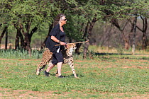 Laurie Marker, Director of the Cheetah Conservation Fund, with ambassador Cheetah (Acinonyx jubatus) Cheetah Conservation Fund, Namibia 2013