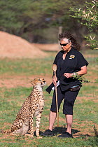 Laurie Marker, Director of the Cheetah Conservation Fund, with ambassador Cheetah (Acinonyx jubatus)  Cheetah Conservation Fund, Namibia 2013