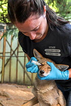 Wildlife Rehabilitator, Jessie Paolello, administering eye medication to orphaned pup Coyote (Canis latrans) Sarvey Wildlife Care Center, Arlington, Washington, USA, June.