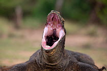 Komodo dragon (Varanus komodoensis) yawning, Komodo National Park, Indonesia