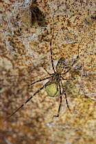 Psechrus spider (Psechrus sp) female carrying eggs, Gomantong Caves, Sabah, Malaysia