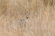 Side-striped jackal (Canis adustus) Sabi Sands, South Africa