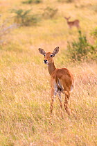 Ugandan kob (Kobus kob thomasi) female Queen Elizabeth National Park, Uganda