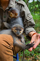 Grey-shanked douc langur (Pygathrix cinerea) and Red-shanked douc langur (Pygathrix nemaeus) infants held by animal caretaker, Endangered Primate Rescue Center, Cuc Phuong National Park, Vietnam