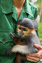 Red-shanked douc langur (Pygathrix nemaeus) infant sucking thumb while caretaker holds it. Animal was rescued from illegal wildlife trade, Endangered Primate Rescue Center, Cuc Phuong National Park, V...