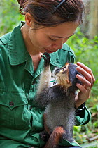 Bui Thi Hanh, Animal Caretaker, bottle-feeding infant Red-shanked douc langur (Pygathrix nemaeus) that was rescued from illegal wildlife trade, Endangered Primate Rescue Center, Cuc Phuong National Pa...