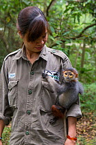 Nguyen Thi Thi Phuong, Animal Caretaker, holding infant Red-shanked douc langur (Pygathrix nemaeus) which was rescued from illegal wildlife trade. Endangered Primate Rescue Center, Cuc Phuong National...