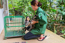Bui Thi Hanh, animal caretaker, holding infant Red-shanked douc langur (Pygathrix nemaeus) and infant Grey-shanked douc langur (Pygathrix cinerea) that were rescued from illegal wildlife trade Endang...