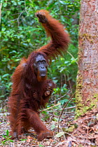 Bornean orangutan (Pongo pygmaeus) Mother and two-year-old baby, Tanjung Puting National Park, Borneo, Indonesia., Indonesia