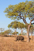 White rhino (Ceratotherium simum) Sabi Sands, South Africa