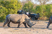 White rhino (Ceratotherium simum) with safari tourists watching, Sabi Sands, South Africa