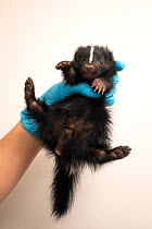 Striped Skunk (Mephitis mephitis) one-month-old orphaned baby (orphaned when mother was hit by car)held in hand, Sarvey Wildlife Care Center, Arlington, Washington, USA. June.