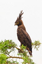 Long-crested eagle (Lophaetus occipitalis)  Queen Elizabeth National Park, Uganda