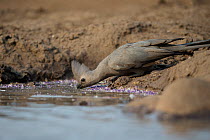 Grey go-away-bird (Corythaixoides concolor) drinking at waterhole, Mashatu Game Reserve, Botswana