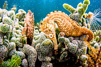 Lined seahorses (Hippocampus erectus)  amongst corals, The Bahamas.