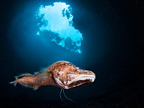 Bahamas cave fish / cusk eel (Lucifuga spelaeotes) an almost blind fish species, at the bottom of a blue hole on Eleuthera Island, Bahamas. Awarded in Underwater category, Wildlife Photographer of the...