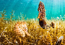 Lined seahorses (Hippocampus erectus), one male and one female, clinging to algae in a land locked alkaline lagoon on Eleuthera Island, Bahamas.