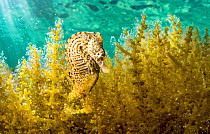 Lined seahorse (Hippocampus erectus) male clinging to algae in a land locked alkaline lagoon on Eleuthera Island, Bahamas.