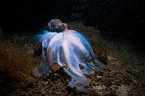 Caribbean reef octopus (Octopus briareus) hunting in a land locked alakaline lagoon in The Bahamas.
