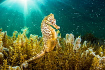Lined seahorse (Hippocampus erectus) male clining to algae in a land locked alakaline lagoon on Eleuthera Island, Bahamas.