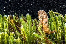 Lined seahorse (Hippocampus erectus) clinging to algae in a land locked alakaline lagoon on Eleuthera Island, Bahamas.