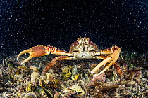 Channel clinging crab (Mithrax spinosissimus), Eleuthera, Bahamas.