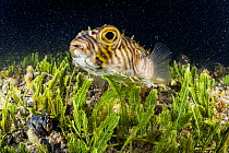 Burrfish (Chilomycterus schoepfi) swimming above an algae bed at night in a land locked alakaline lagoon on Eleuthera, Bahamas.