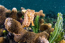 Lined seahorse (Hippocampus erectus) clinging to coral in a land locked alakaline lagoon on Eleuthera Island, Bahamas.