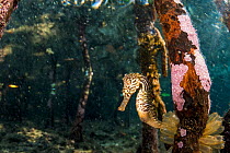 Lined seahorse (Hippocampus erectus) holding onto a red mangrove root in a land locked alakaline lagoon on Eleuthera, Bahamas.