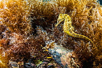 Lined seahorse (Hippocampus erectus) swimming among algae in a land locked alakaline lagoon on Eleuthera, Bahamas.