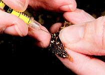 Marine biologist Dr. Heather Masonjones tags a seahorse (Hippocampus erectus) to study a land locked alakaline lagoon&#39;s population. Through this method of injecting a non-toxic dye, that can only...