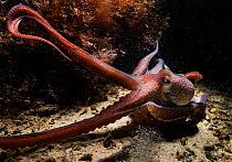Caribbean reef octopus (Octopus briareus) hunting in a land locked alkaline lagoon, The Bahamas.