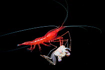Yet-to-be-described red cave shrimp scavenges on a dead, unidentified crab in a blue hole in The Bahamas. To avoid competition, the shrimp rises off the bottom to feed.