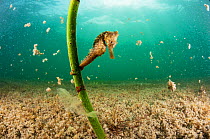 Lined seahorse (Hippocampus erectus) holding onto a red mangrove shoot in a land locked alkaline lagoon on Eleuthera, Bahamas.