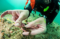 Marine biologist Dr. Heather Masonjones tags a seahorse (Hippocampus erectus) to study a land locked alakaline lagoon&#39;s population. Through this method of injecting a non-toxic dye that can only b...