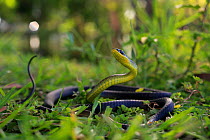 Green Tree Snake (Dendrelaphis punctulatus) melanistic form, Melaleuca swampland, Mackay, Queensland coast. Australia. Dry season.